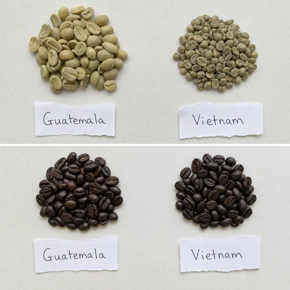 Quattro mucchietti a confronto: in alto i chicchi verdi di Guatemala e Vietnam, in basso gli stessi due dopo la tostatura